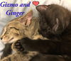 Ginger and Gizmo: The Gunther Avenue Snow Kittens