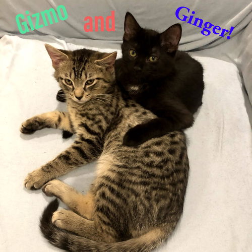 Ginger and Gizmo: The Gunther Avenue Snow Kittens