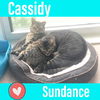 Cassidy and Sundance