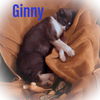 Ginny