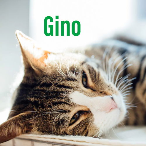 Gino