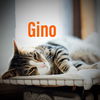 Gino