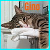 Gino