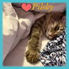Pilsky