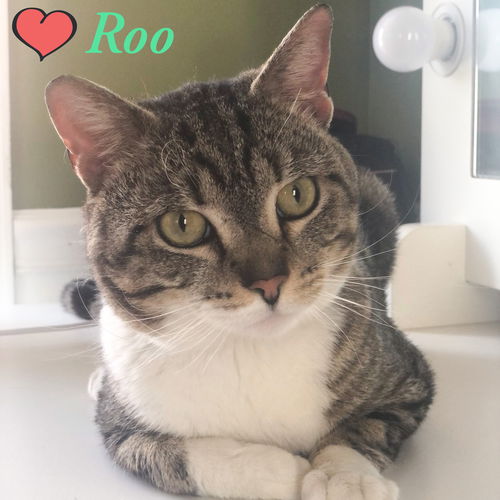 Roo