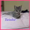 Twinkie