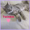 Twinkie