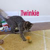 Twinkie