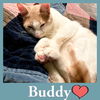 Buddy