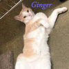 Ginger