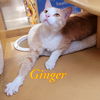 Ginger