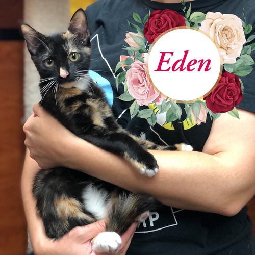 Eden