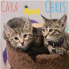 Cara and Christopher -cuddly kittens!
