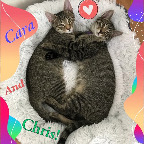 Cara and Christopher -cuddly kittens!