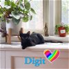 Digit the 7 toed polydactyl!