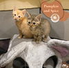Pumpkin and Spice!