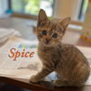 Pumpkin and Spice!