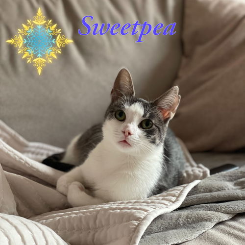 Sweetpea