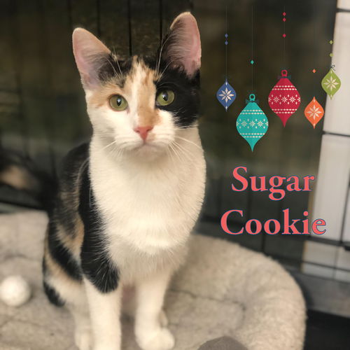 Sugar Cookie