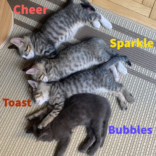 Sparkle, Cheer, Bubbles, and Toast!