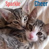 Sparkle, Cheer, Bubbles, and Toast!