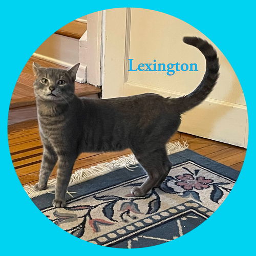 Lexington