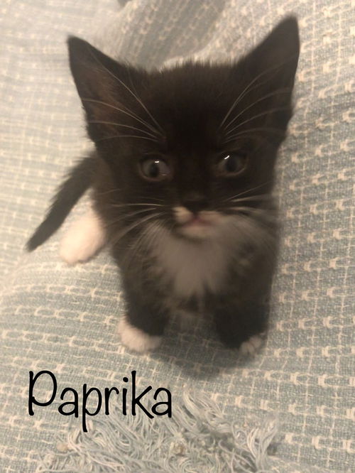 Sweet Paprika