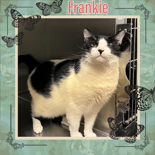 Frankie