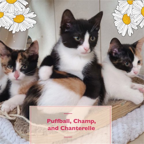 Puffball, Champ , and Chanterelle !