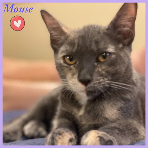 Mouse