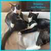 Winston and Wallace