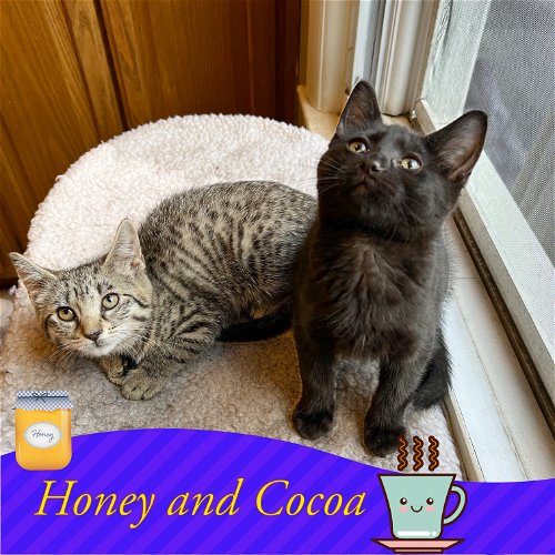 Honey and Cocoa