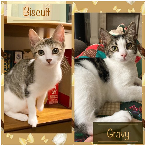 Biscuit and Gravy!