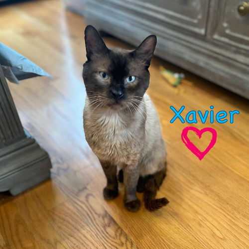 Xavier