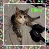 Olliver (AKA Olivia)