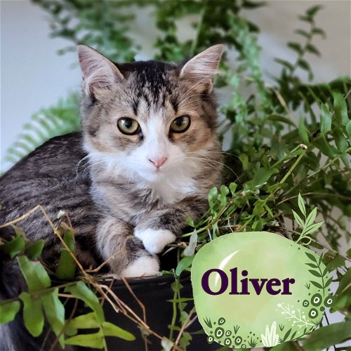 Olliver (AKA Olivia)