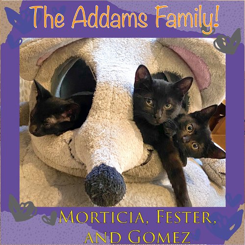 The Addams Family (Morticia, Gomez, and Fester)