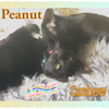 Peanut and Cashew