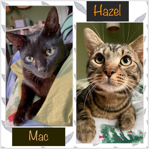 Mac and Hazel