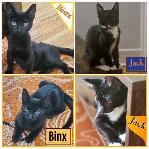 Jax and Binx