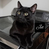 JET (Lap Cat)