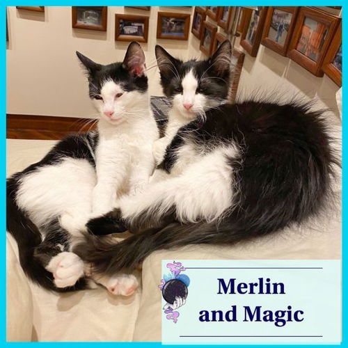 Merlin & Magic