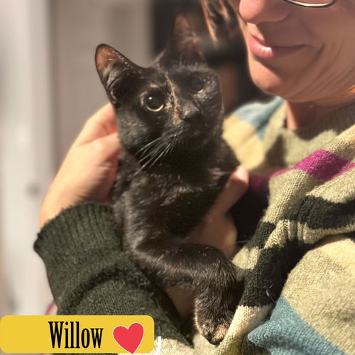 Willow