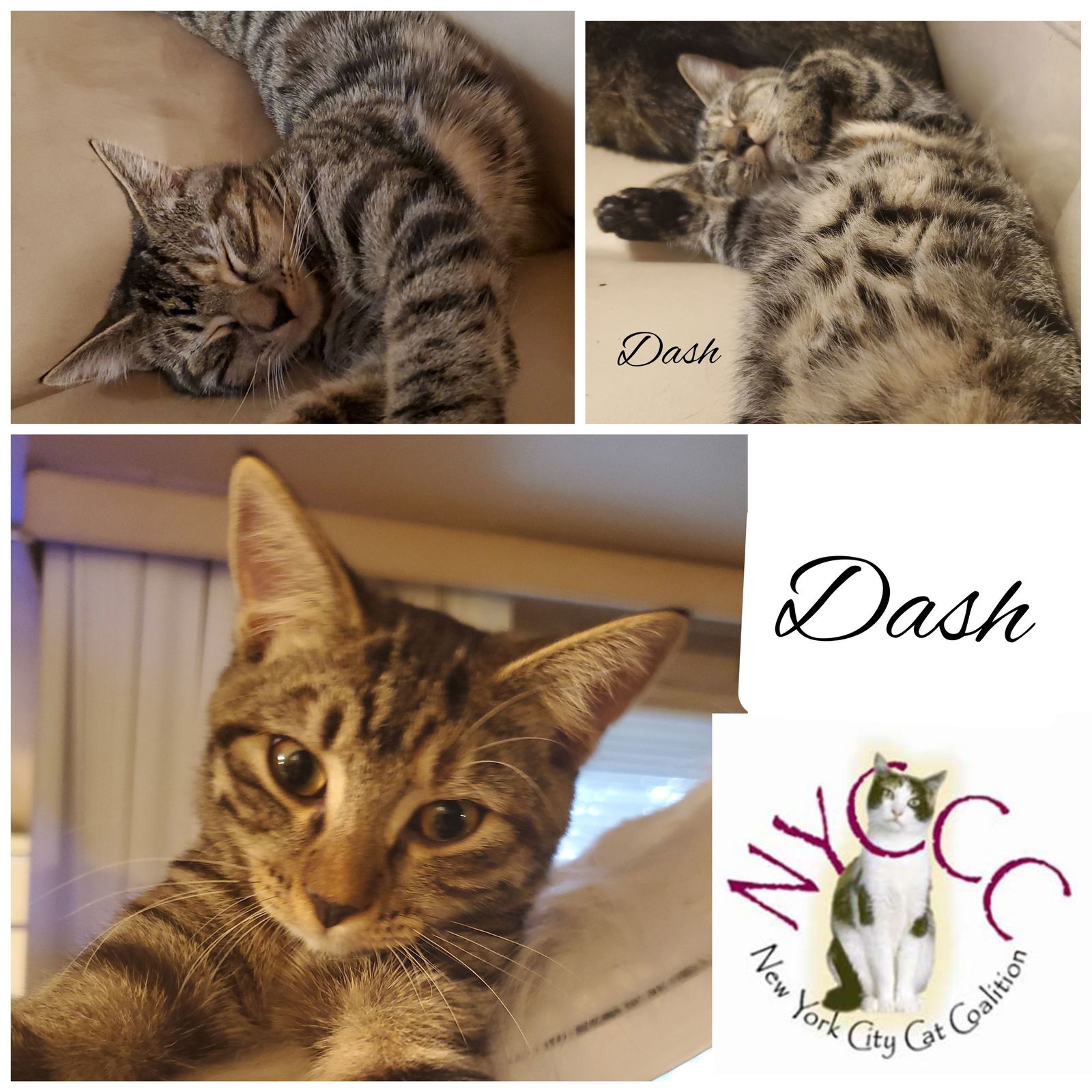 adoptable Cat in Bronx, NY named DASH