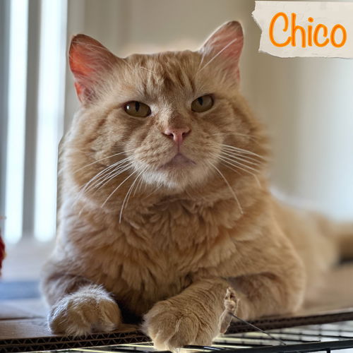 Chico