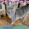 Chiquita- I love male cats!