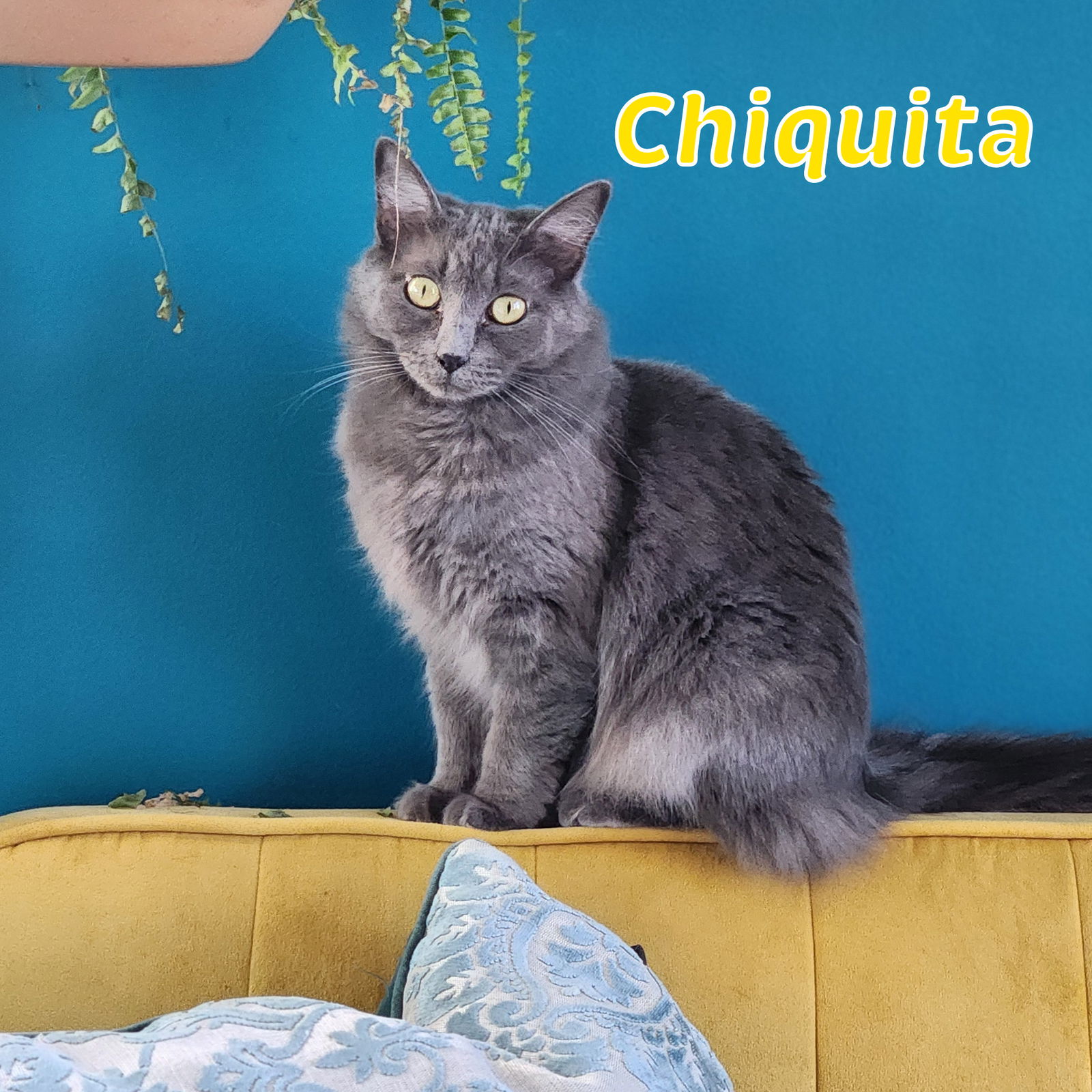 adoptable Cat in Bronx, NY named Chiquita- I love male cats!