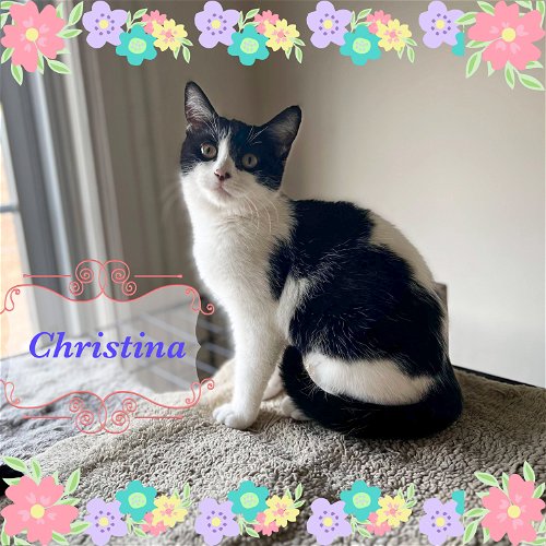Christina - dog and cat friendly sweetie!
