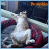 Pumpkin and Kiwi