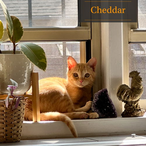 Cheddar